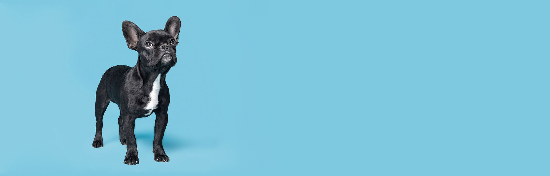 Olive's Mobile Pet Grooming