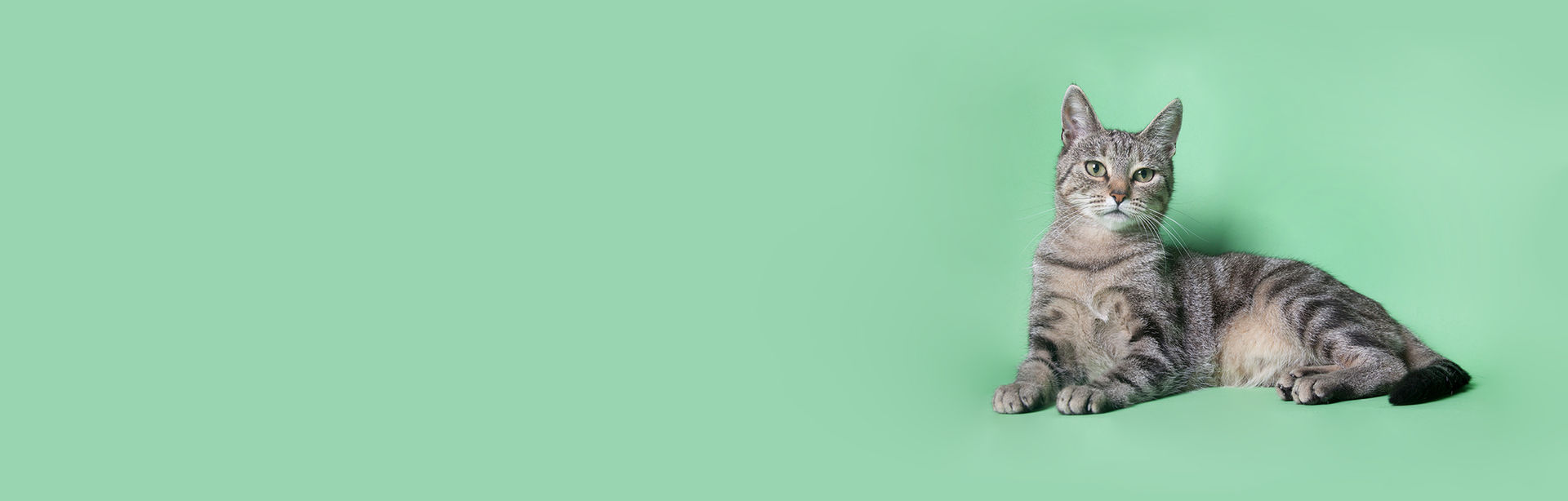 Mobile grooming service image from Olive's website