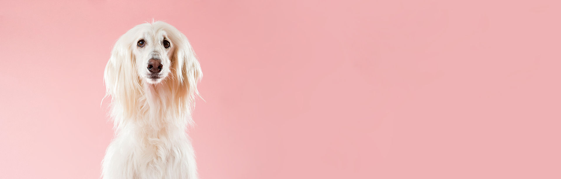 Pet grooming image from Olive's Mobile Pet Grooming