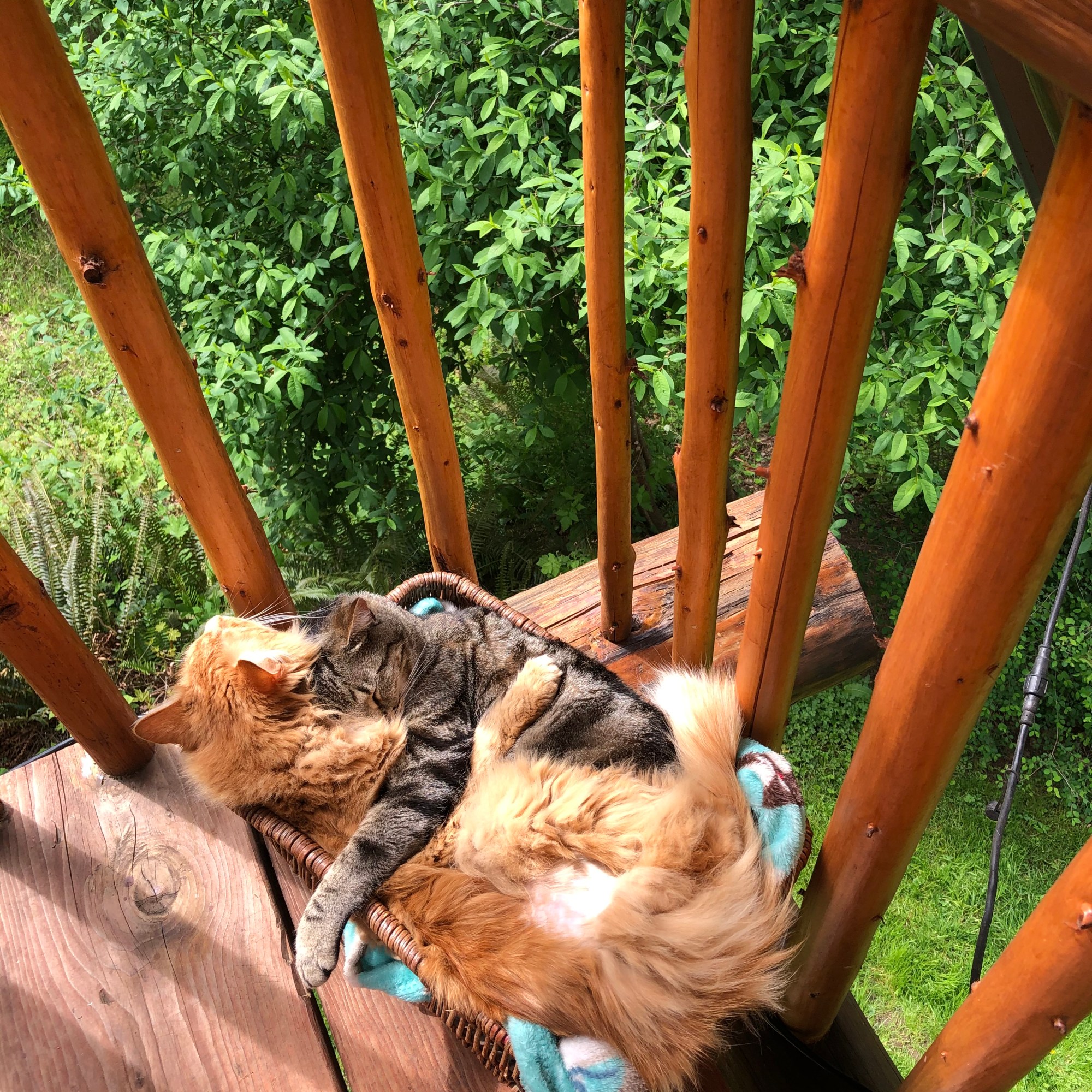 Freshly groomed dog from Olympic Mobile Dog Grooming