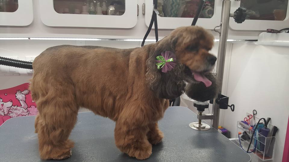 Dog grooming result from OMG O'ahu Mobile Grooming