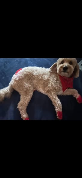 Handsome freshly groomed dog