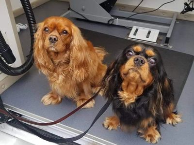 Freshly groomed dog from On the Dog's Side Mobile Grooming