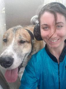 Dog being handled during mobile grooming service