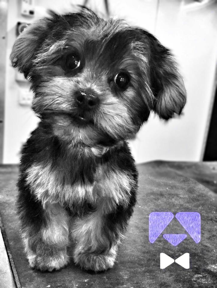 Small groomed dog featured by On The Go Studio