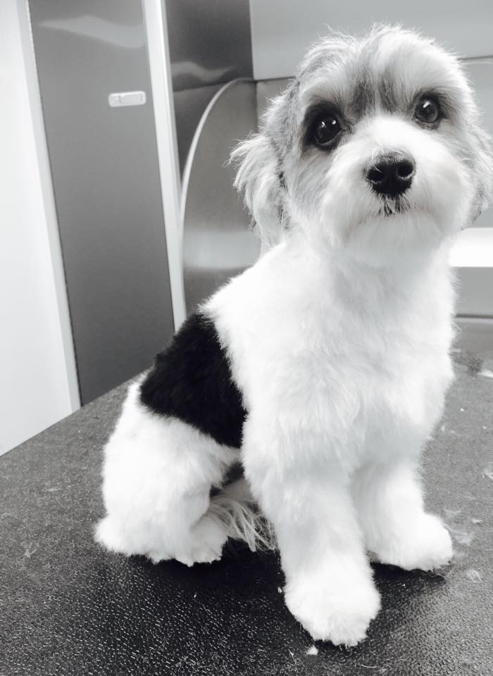 Puppy featured by On The Go Studio