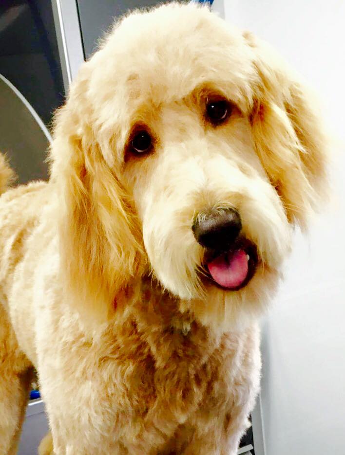 Doodle dog featured by On The Go Studio