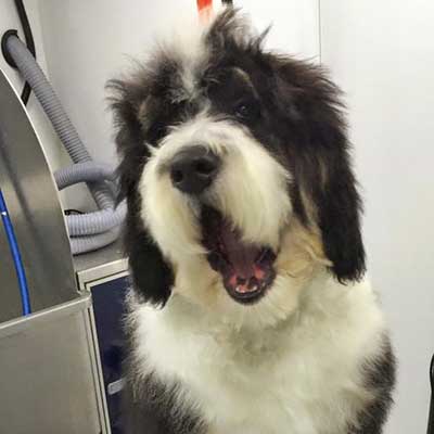 Groomed pet portfolio image from On The Go Studio