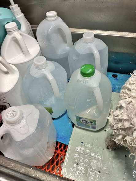 Freshly groomed dog photo from On The Spot Mobile Dog Grooming