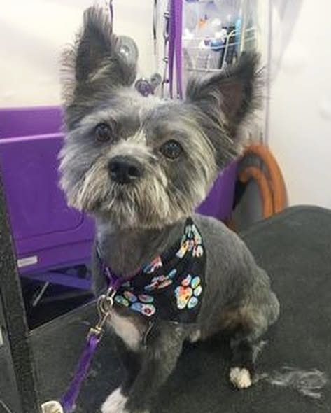 On The Spot Mobile Spa & In-Home Pet Grooming