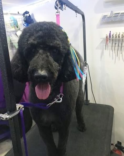 On The Spot Mobile Spa & In-Home Pet Grooming gallery image 1