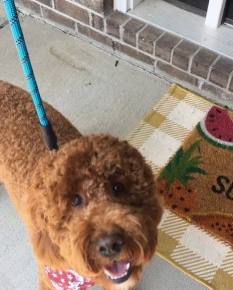 On The Spot Mobile Spa & In-Home Pet Grooming gallery image 2