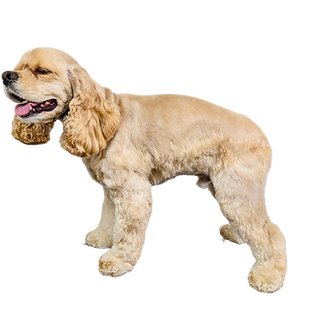 Freshly groomed cocker spaniel from Ooh Lala Pet Spaw