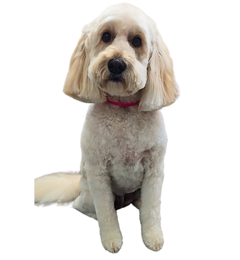 Groomed doodle from Ooh Lala Pet Spaw