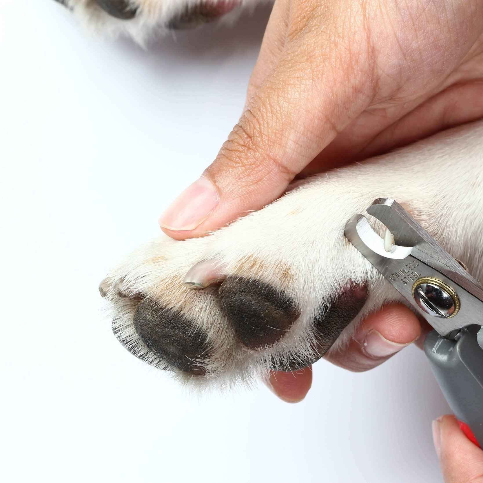 Dog nail clipping and filing