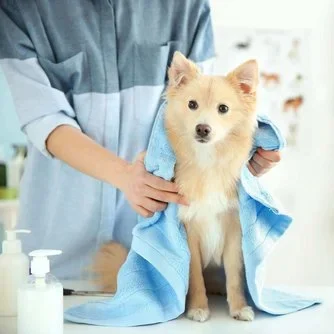 Dog fluff drying after bath