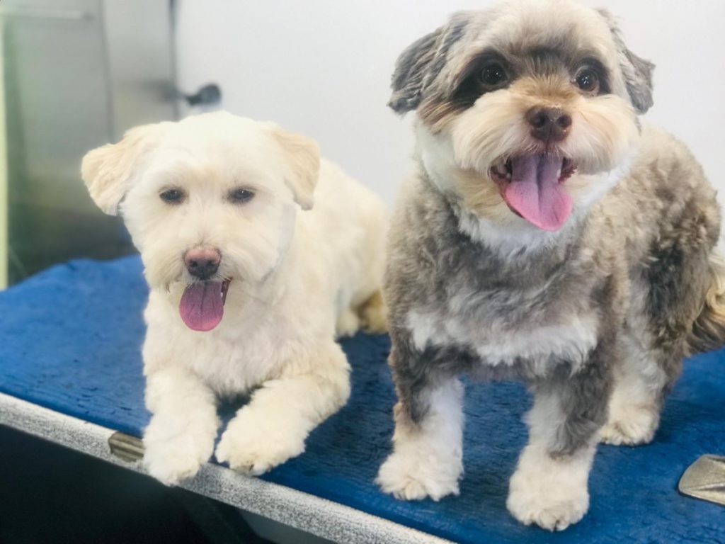 Outlet Mobile Pet Grooming