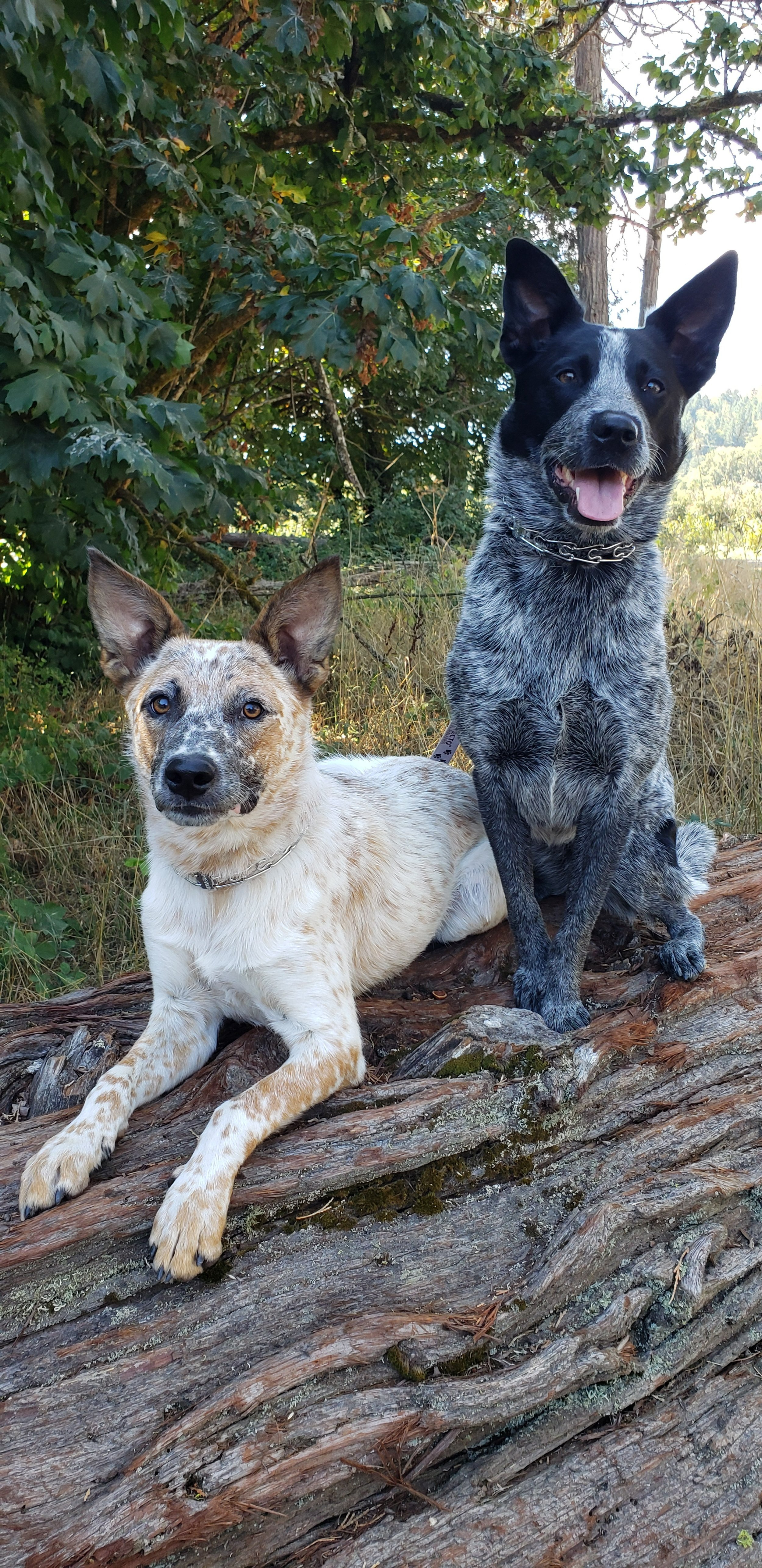 Dog featured on Pacific Pups Mobile Grooming homepage