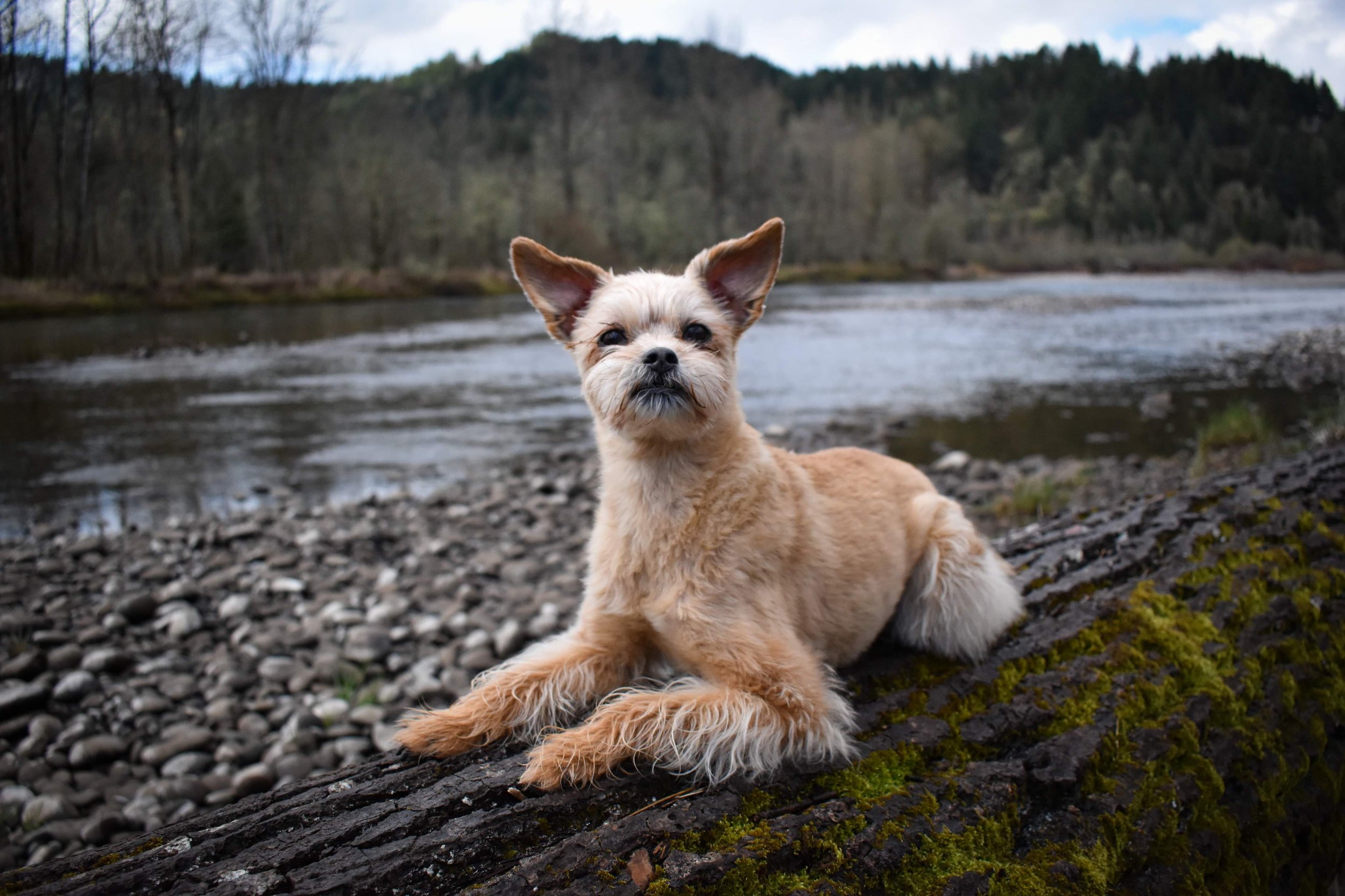 Dog portrait on the Pacific Pups website