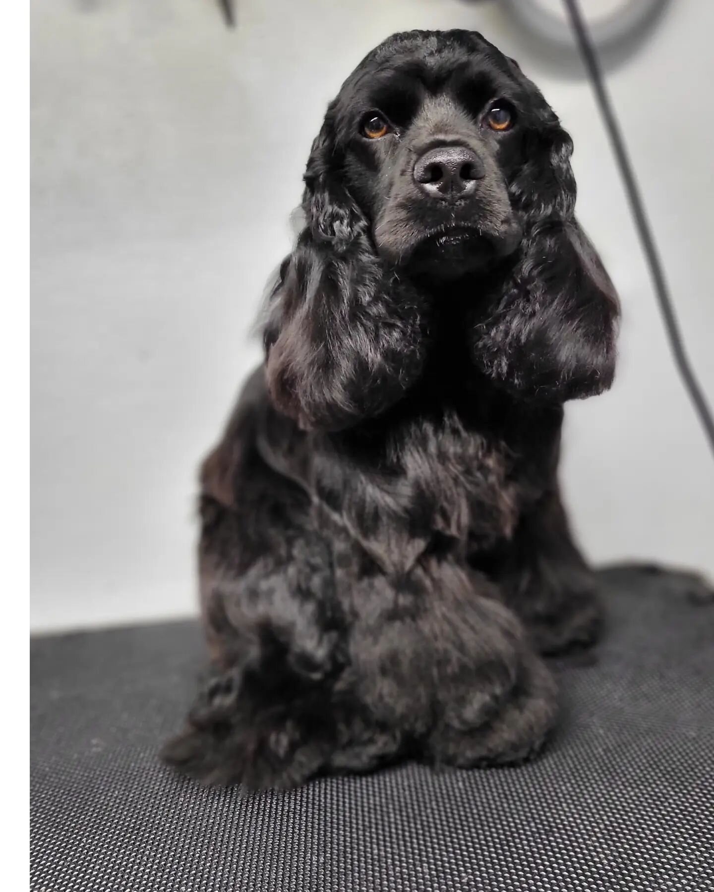 Groomed cocker spaniel posted by Pacific Pups