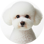 Pack & Pride mobile grooming image