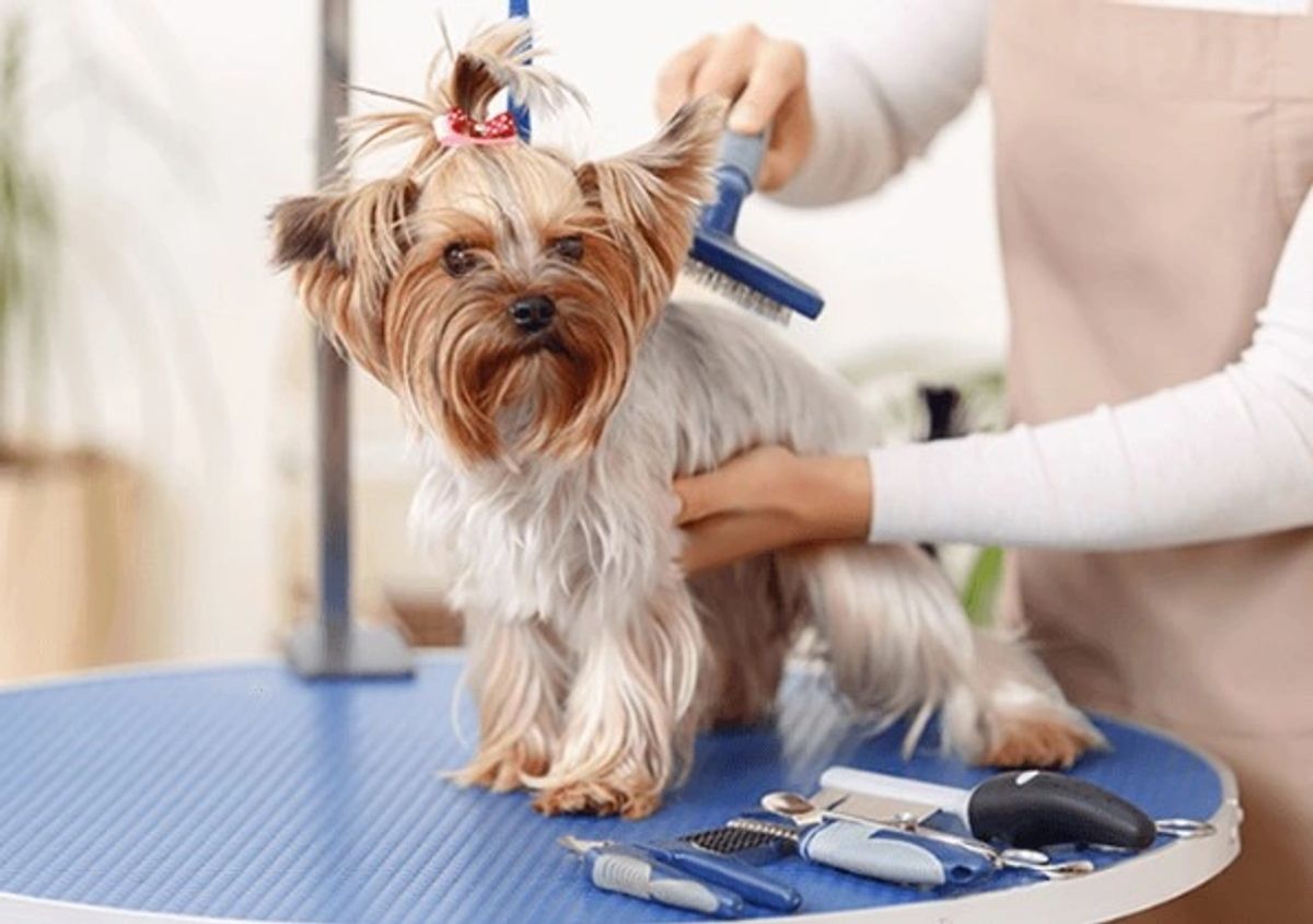 Dog after full grooming at Pahoa Pet Grooming