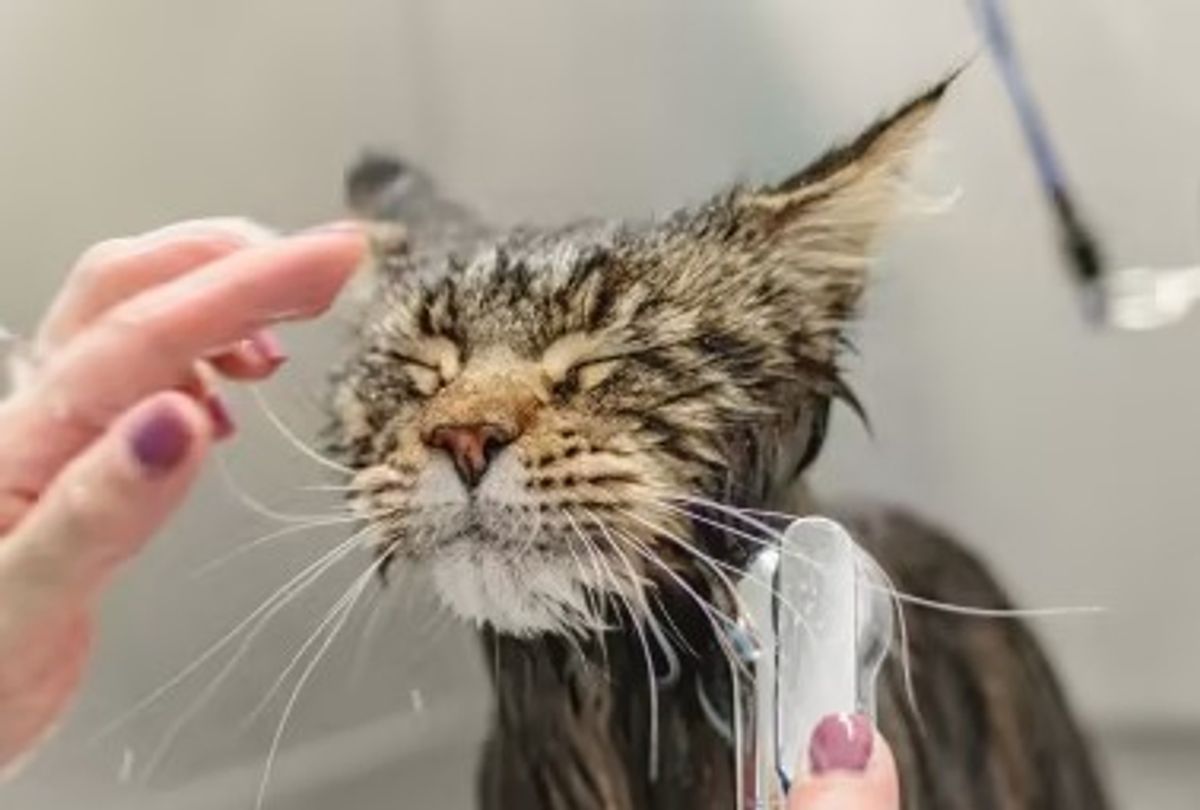 Cat grooming service image from Pahoa Pet Grooming