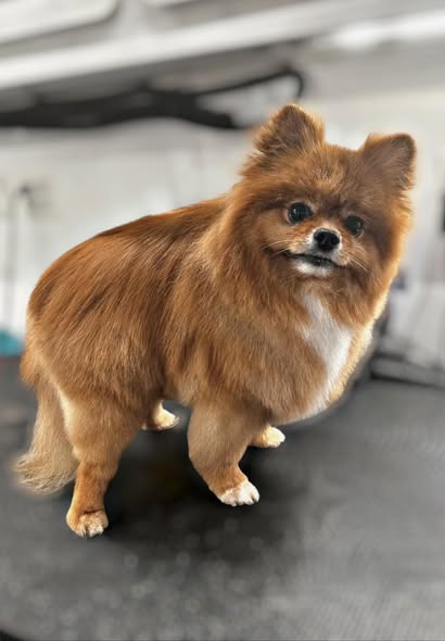 Groomed dog from Paige's Mobile Grooming