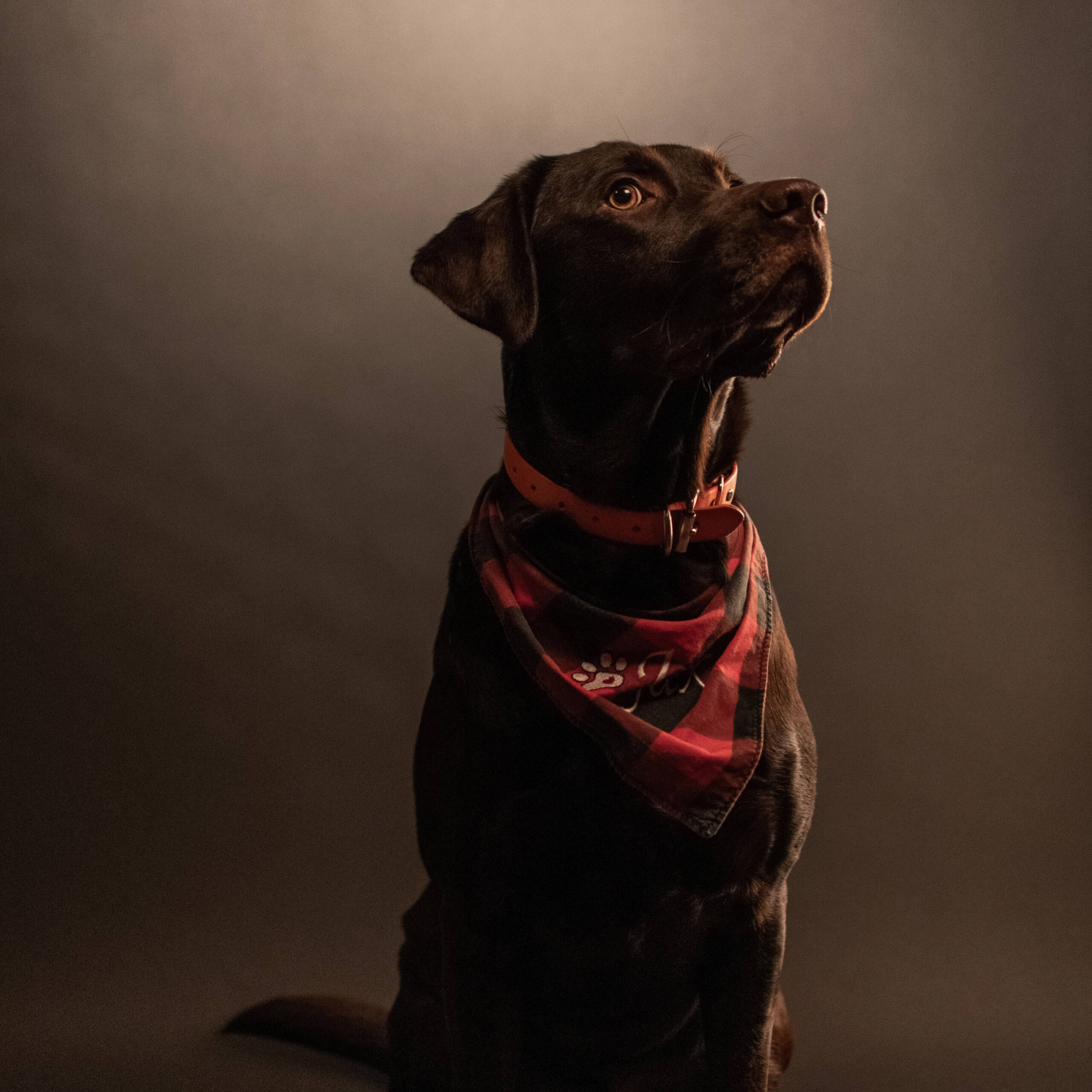 Freshly groomed dog featured by Palm Beach Grooming