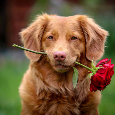 Dog grooming result from Palm Beach Grooming