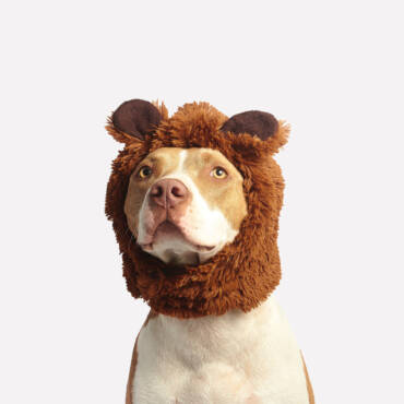 Styled dog from Palm Beach Grooming gallery