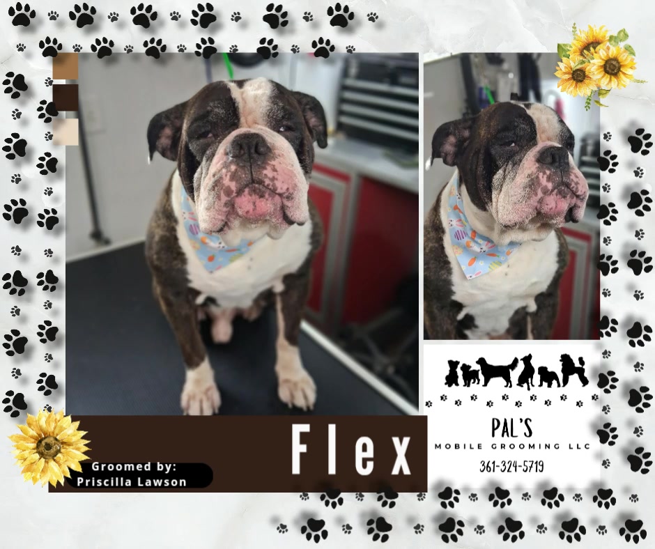 Bulldog after bath and brush from Pal's Mobile Grooming LLC