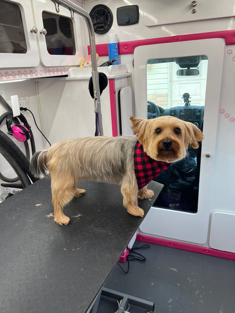 Pampered Paws Mobile Grooming service image