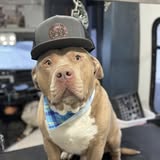 Another groomed dog from Pampered Pawz NRV