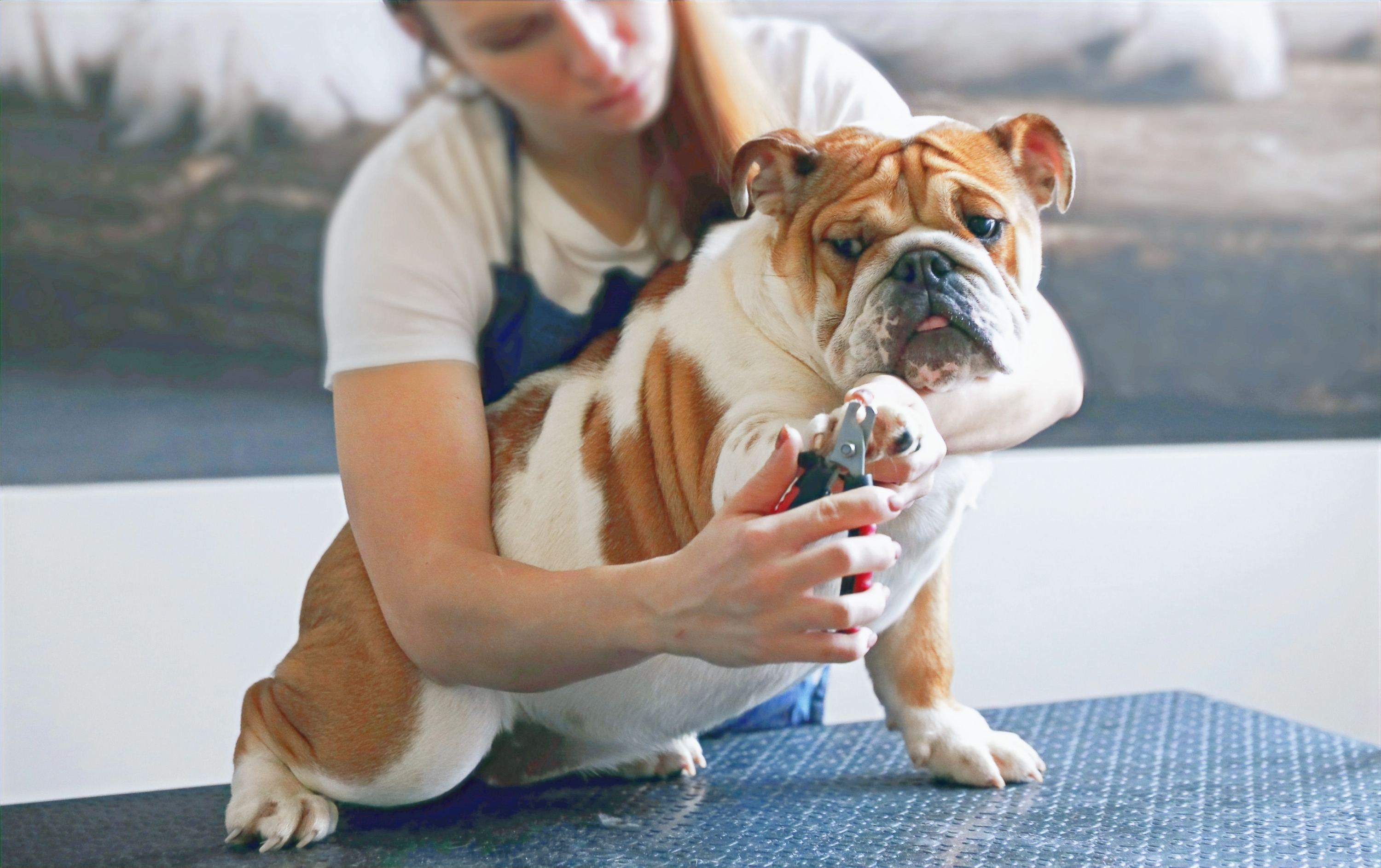 Dog nail trimming service