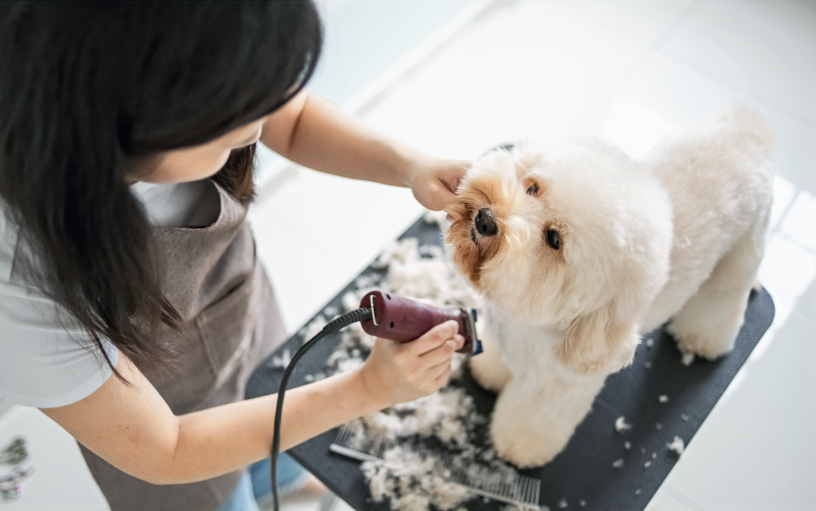 Dog grooming service image