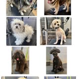 Dog groom from Panhandle Dog Grooming