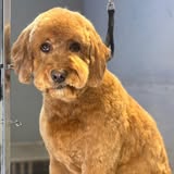 Another grooming result shared by Panhandle Dog Grooming