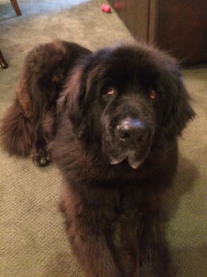 Annabelle after a haircut from Paramount Mobile Pet Grooming