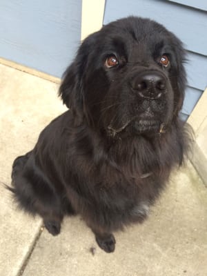 Dog with a fresh groom from Paramount Mobile Pet Grooming