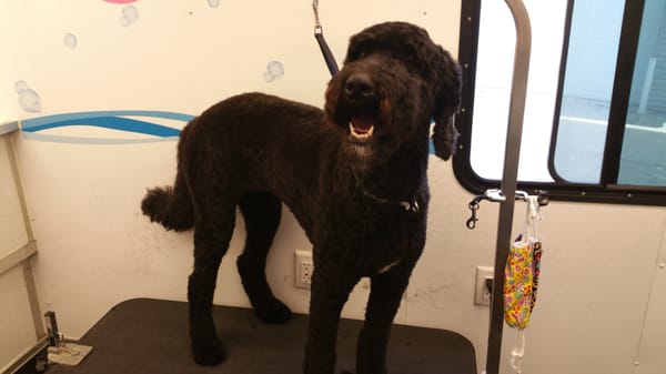 Freshly groomed dog by Paramount Mobile Pet Grooming