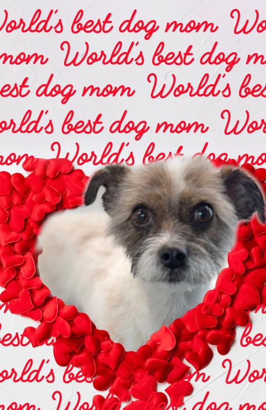 Small dog after grooming by Park N' Bark Mobile Dog Grooming