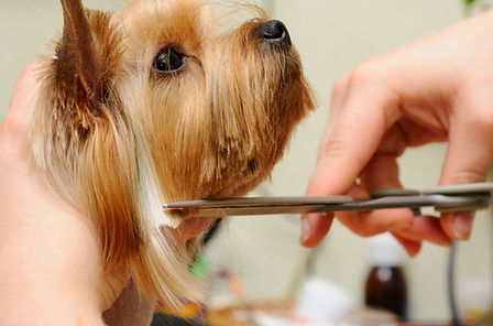 Park N Bark Mobile Pet Grooming