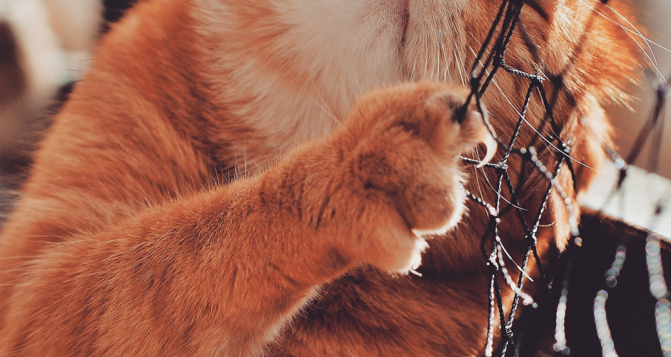 Pet care image from Paw Nail Trimz services page