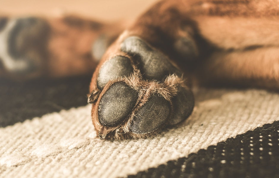 Paw Nail Trimz about page image