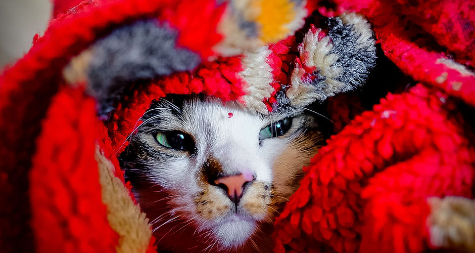 Cat-focused care image from Paw Nail Trimz