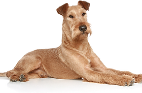 Pawfection Mobile Grooming van