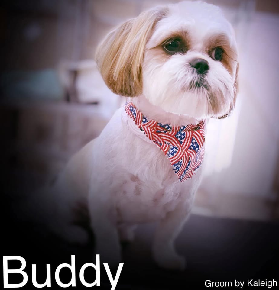 Pawleighs Mobile Grooming promotional image