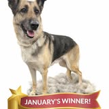 Pet grooming work from Pawleighs Mobile Grooming