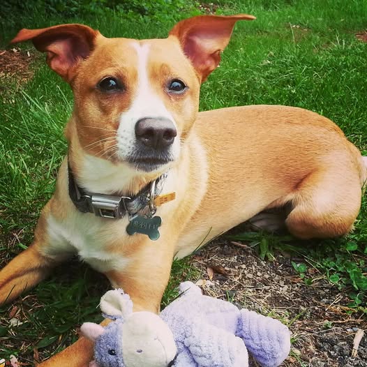 Pawlished Mobile Grooming Salon Inc.